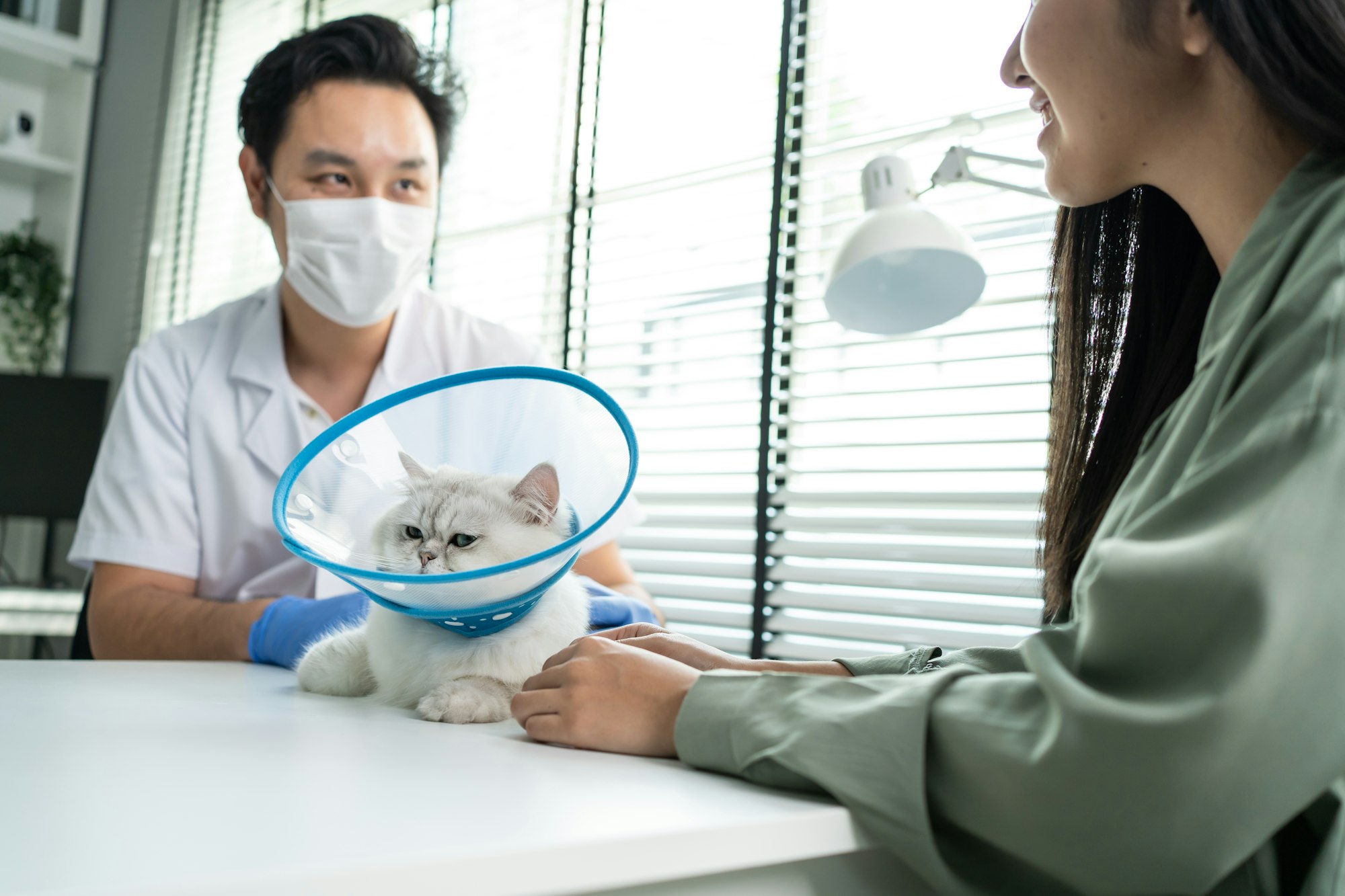 Asian veterinarian examine cat during appointment in veterinary clinic.