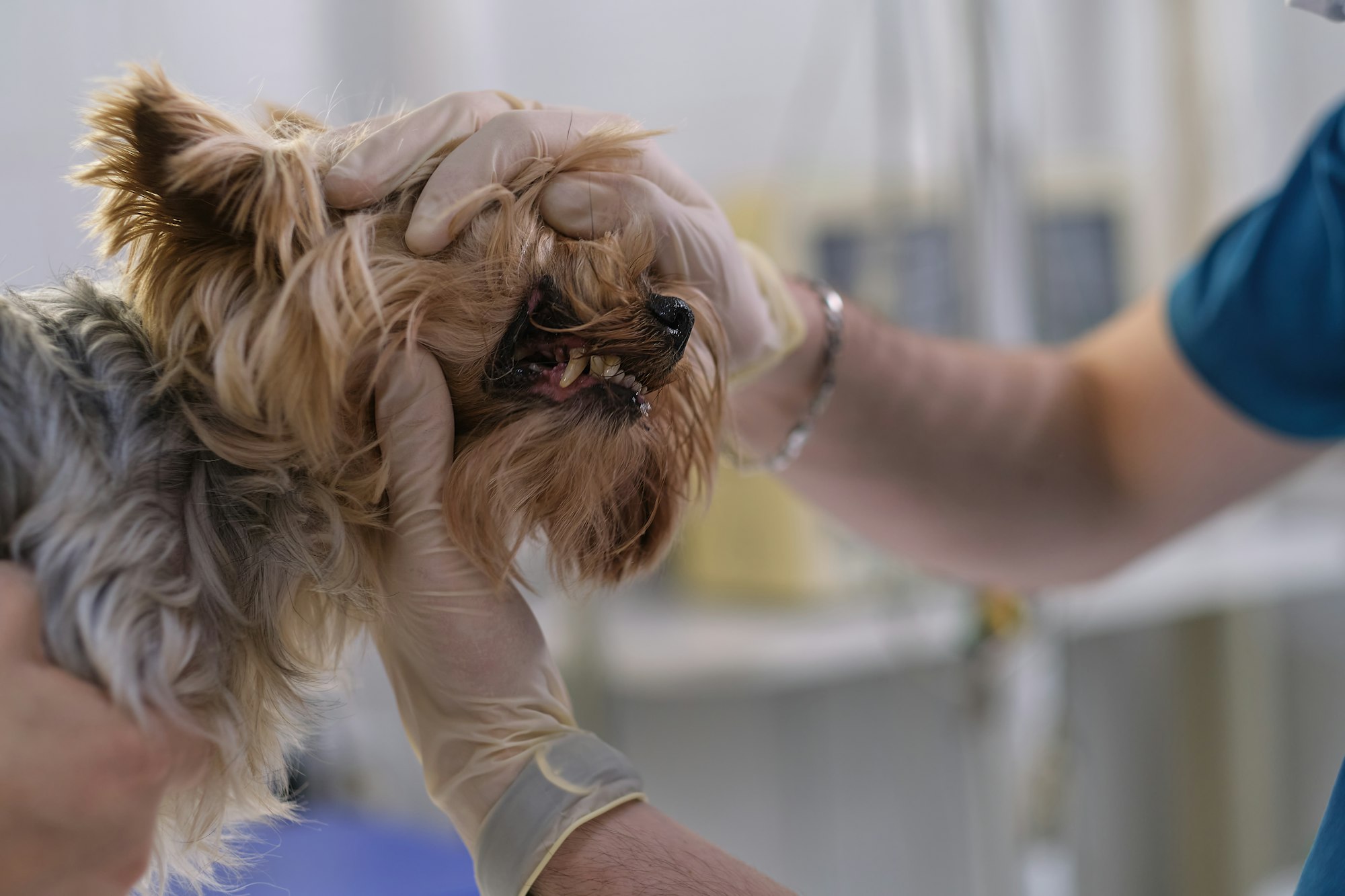 veterinarian examines a dog teeth. Consultation with a veterinarian. Close up of a dog and fangs