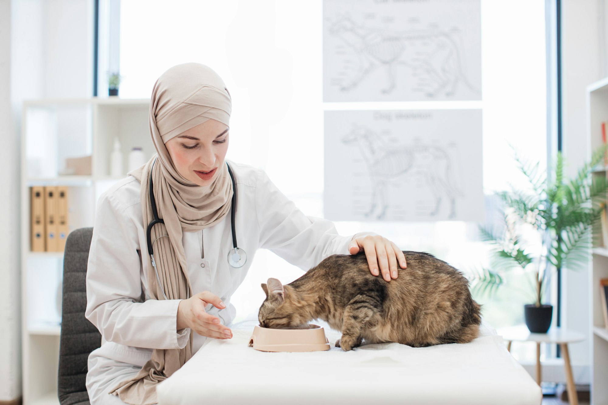 Veterinarian in hijab feeding cat during visit to clinic