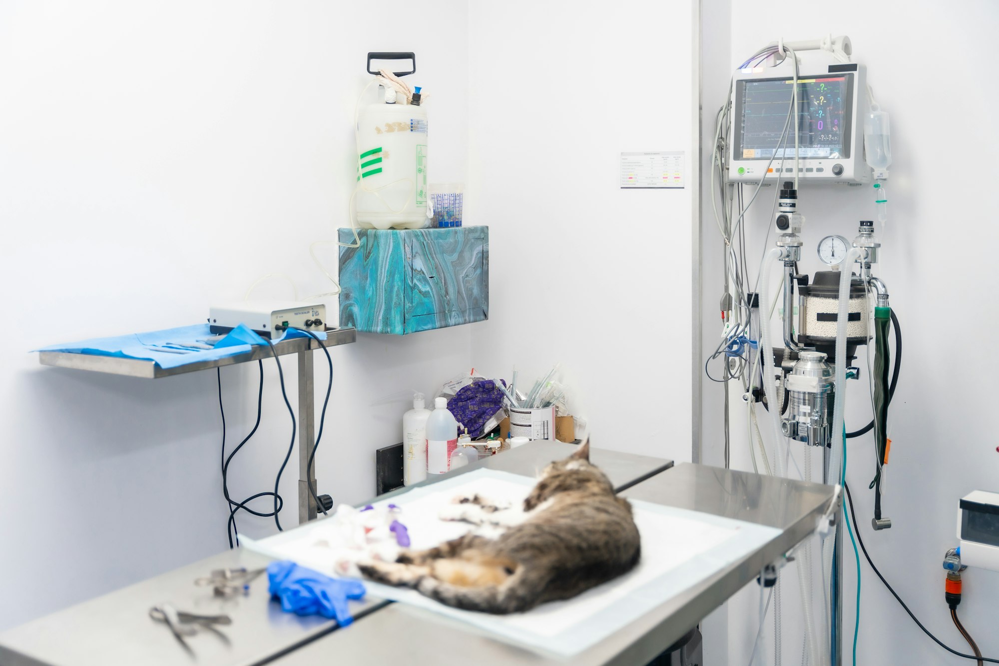 Veterinary clinic with a cat, workspace for operations in the clinic